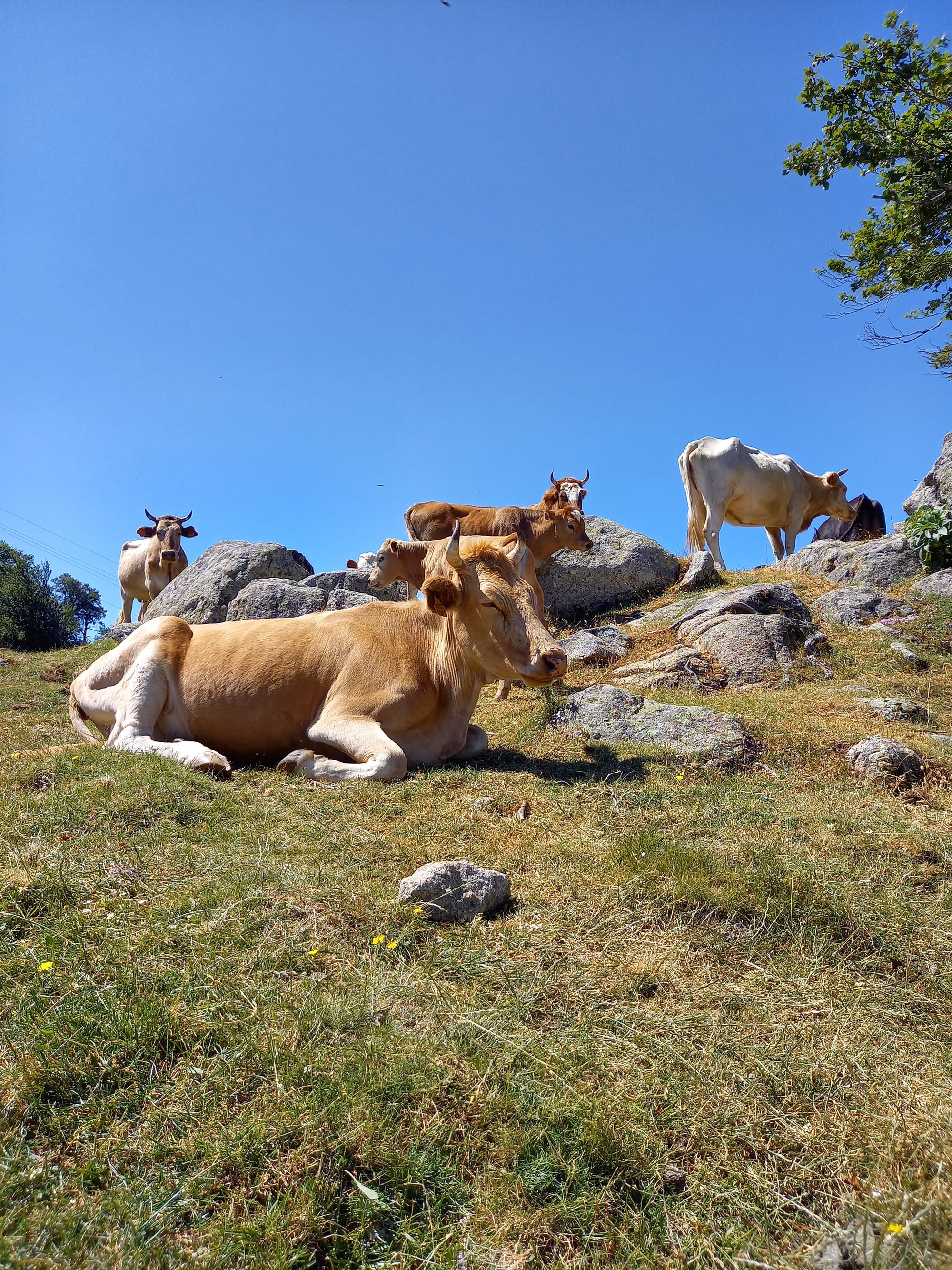 Der GR20 Nord - Quer durchs Gebirge Korsikas