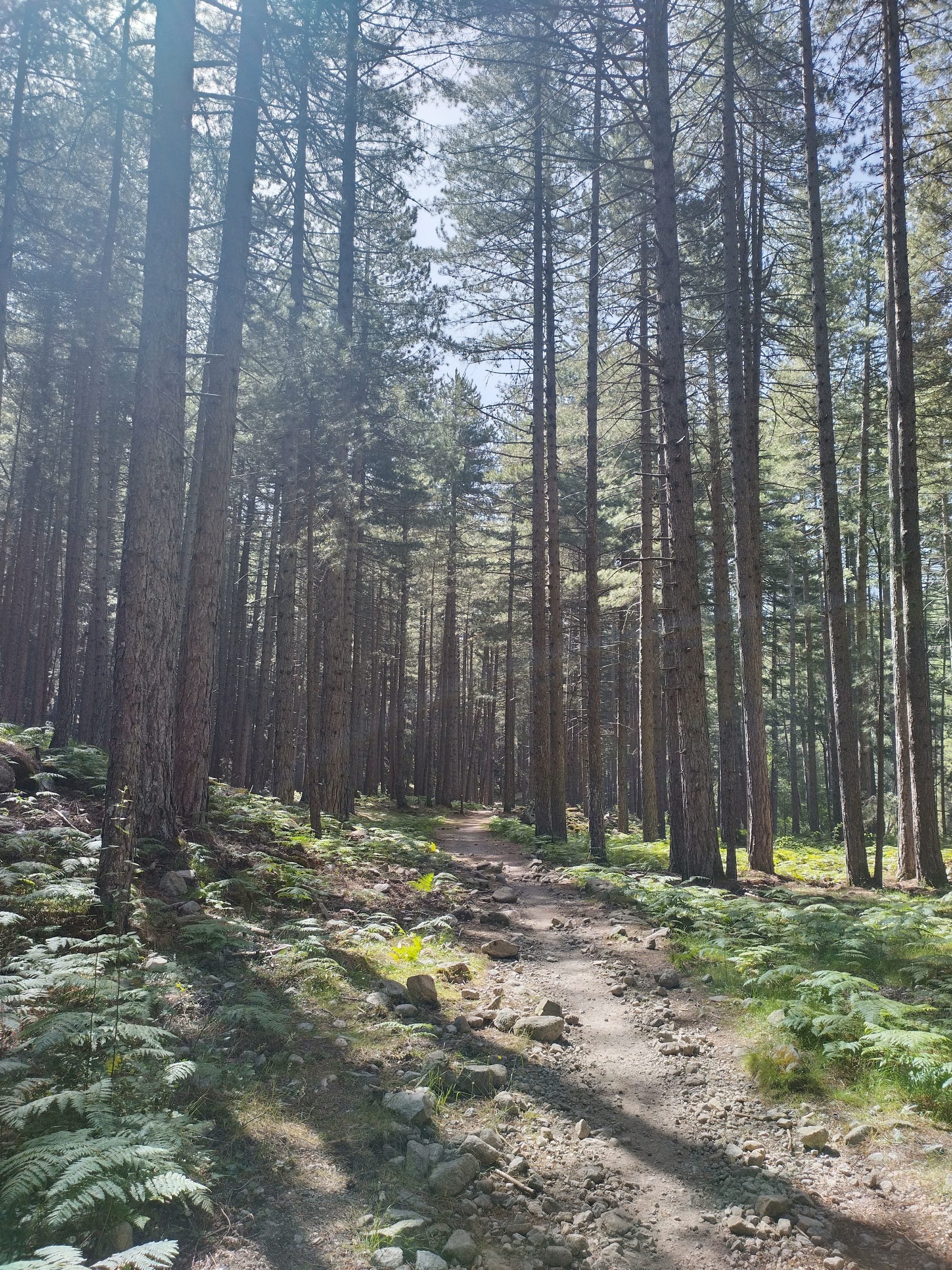 Der GR20 Nord - Quer durchs Gebirge Korsikas